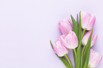 Lilac tulip flower on purple background.