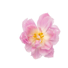 Naklejka na ściany i meble Pink tulip flower isolated on white background.