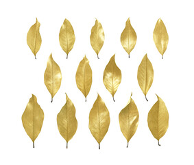 Fototapeta Set of autumn gold leaves isolated on white background obraz