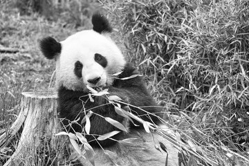big panda in black and white, sitting eating bamboo. Endangered species.