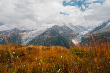 Orange Field Revealing Swiss Alp Mountains on Cloudy Day - 508585864