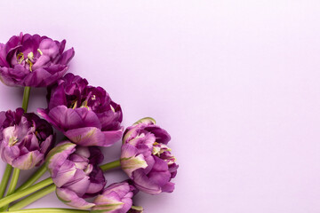 Lilac tulip flowers on pastel background.