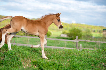 Obraz na płótnie Canvas running beautiful sorrel foal of sportive breed in meadow at freedom. cloudy day