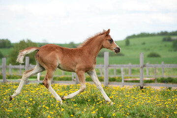 Naklejka na ściany i meble running beautiful sorrel foal of sportive breed in meadow at freedom. cloudy day