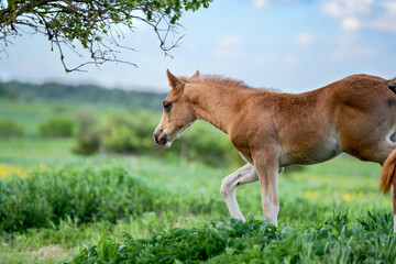 running sorrel foal of sportive breed in meadow at freedom. cloudy day