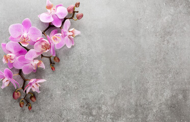 Pink orchid theme objects on pastel background.