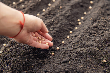 Sow the seeds in the garden into the soil. Selective focus.