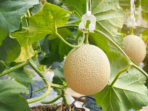 Green melon fruit hanging on tree in an organic greenhouse farm