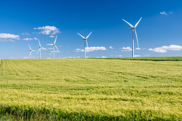 Parc &eacute;olien constitu&eacute; de  5 &eacute;oliennes. Champ d'orge/escourgeon