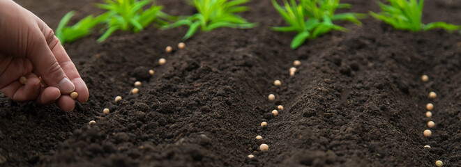 Sow the seeds in the garden into the soil. Selective focus.