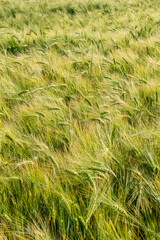 Champ d'orge/escourgeon arrivant  à maturité. Epis