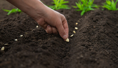 Sow the seeds in the garden into the soil. Selective focus.