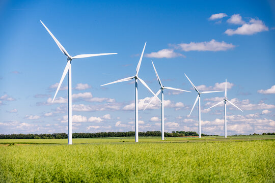 Parc &eacute;olien constitu&eacute; de 5 &eacute;oliennes. Champ de colza