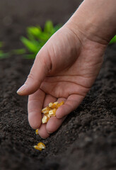 Sow the seeds in the garden into the soil. Selective focus.