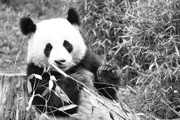 big panda in black and white, sitting eating bamboo. Endangered species.