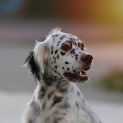 Portrait of an english setter sitted on the park. Beautiful black and white dog happy 