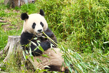 Obraz na płótnie Canvas big panda sitting eating bamboo. Endangered species. Black and white mammal