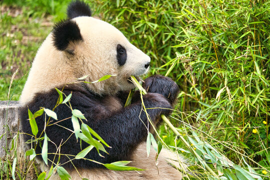 big panda sitting eating bamboo. Endangered species. Black and white mammal © Martin