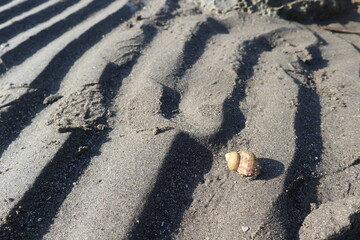 hermit crabs are growing on the rock design for fantasy world concept