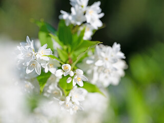 Blühende Deutzie, Deutzia gracilis, im Frühling