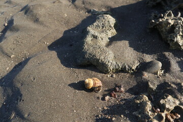 hermit crab are growing on the rock design for fantasy world concept