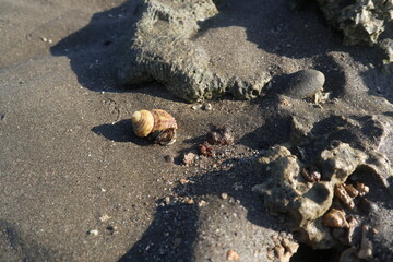 hermit crab are growing on the rock design for fantasy world concept