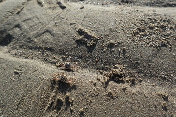 sand crabs on the beach under the sun design for natural concept