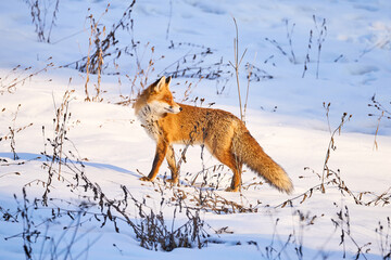 A red fox hunting in the snow