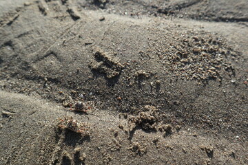 sand crabs on the beach under the sun design for natural concept