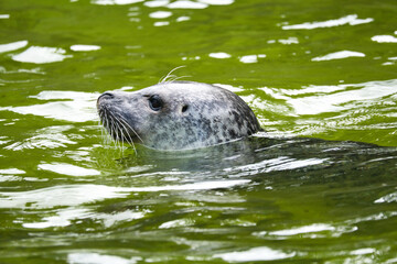Naklejka premium Head of a seal, swimming in the water. Close up of the mammal. Endangered species