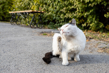 white cat outdoors on an asphalt path