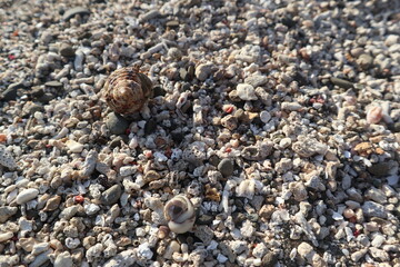 hermit crab are growing on the rock design for fantasy world concept