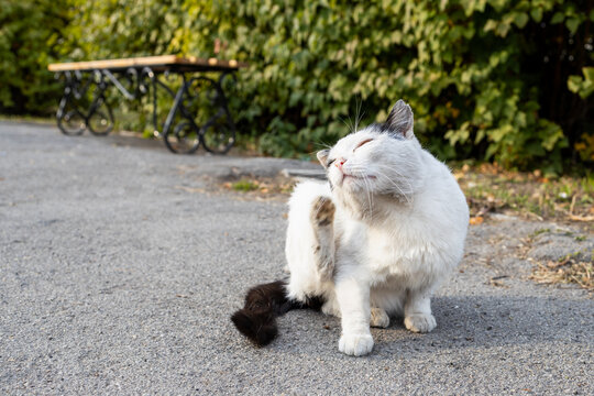 white cat outdoors on an asphalt path