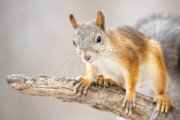 a squirrel on a tree branch looks straight into the frame. attentively observes the squirrel close-up - obrazy, fototapety, plakaty