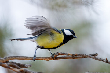 bird tit sits on a branch flaps its wings, blurry movement of the bird's wings