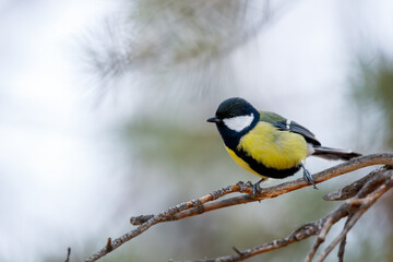 Obraz na płótnie Canvas close-up bird tit side view. a bird sitting on a branch looks to the left