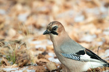 common jay on the ground, close-up of part of a bird