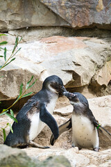 Fototapeta premium kissing penguin. black and white birds as couple on land. animal photo close up.
