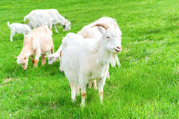 Obraz premium White little goat with kid on green grass field