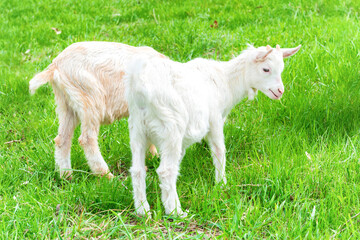 Obraz premium White little goat with kid on green grass field