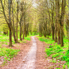 Fototapeta premium Green park with green spring trees and grass