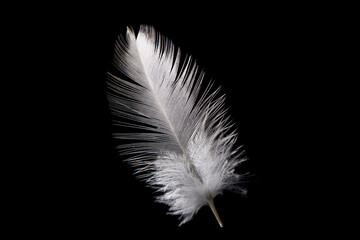 one white feather isolated on black background