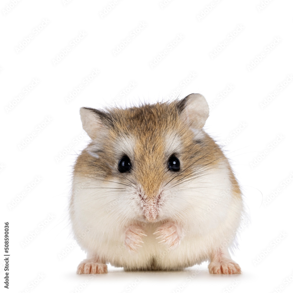 Poster cute roborovski hamster standing facing front. looking straght to lens showing both eyes. isolated o
