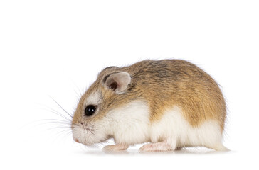 Cute Roborovski hamster standing side ways. Isolated on a white background.