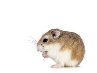 Cute Roborovski hamster sitting side ways on hind paws eating from his front paws. Isolated on a...