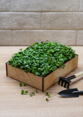 Fresh microgreens in the box
