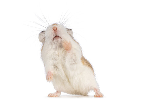 Cute Roborovski hamster standing on hand paws facin front. Showing belly and mouth. Isolated on a white background.