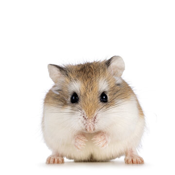 Cute Roborovski hamster standing facing front. Looking straght to lens showing both eyes.  Isolated on a white background.