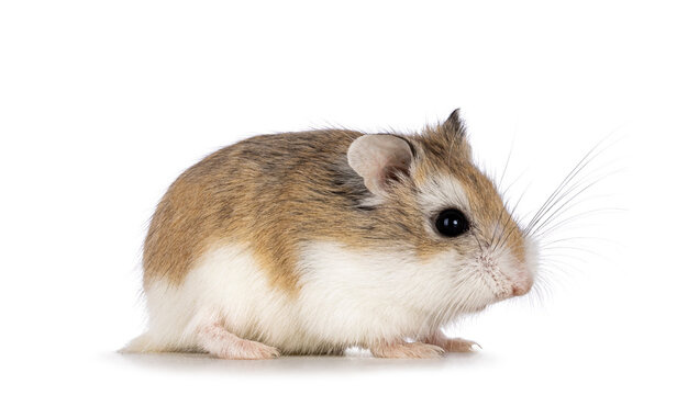 Cute Roborovski hamster standing side ways. Isolated on a white background.