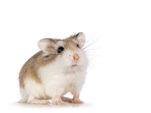 Cute Roborovski hamster standing facing front and looking up. Isolated on a white background.